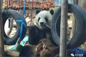 毛发长齐！北京动物园大熊猫“福星”不秃了图片