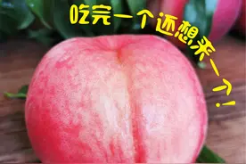 突破世界纪录的甜！99%的人都没吃过，一年只卖“25天”的金秋蜜桃，不抢吃不着图片