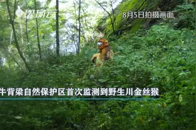 秦岭主脊牛背梁首次监测到川金丝猴图片