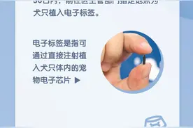 养狗登记！遛狗牵绳！11月起深圳养犬管理规定实施图片