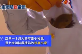 消防员救下坠树小松鼠成奶爸，画面温馨又暖人！网友：可爱到融化图片