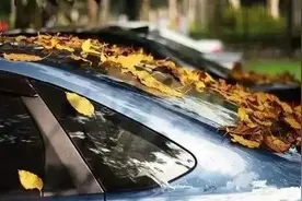 落叶伤车，后果竟如此严重！千万别大意图片