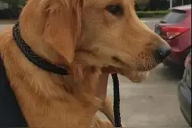 被寄养金毛犬暴走100公里回家 主人：这辈子再不分开图片