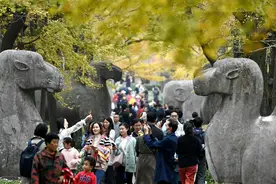 江苏南京：明孝陵石像路迎来最美观赏季图片