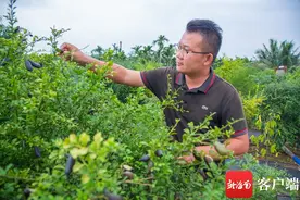 巧克力布丁柿、妈咪果、冰淇淋果……海南这位小哥的“后花园”令人大开眼界图片