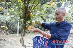 宁化：野果“家养”成增收致富果图片