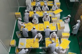 金丝皇菊 助农增收图片