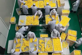 金丝皇菊 助农增收图片