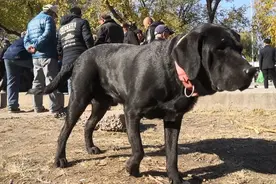 哈尔滨狗患升级今年已有六万人被咬伤，主城区狂犬疫苗告罄图片