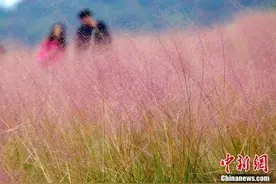 南京汤山“粉色花海”如烟似雾引客来图片