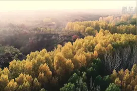 秋到樱桃沟视频封面