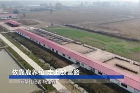 河南新蔡：依靠鹿养殖 走上致富路视频封面