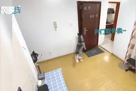 二哈给主人取外卖 后踢腿关门“送客”还拆外卖偷吃 结果惨了图片
