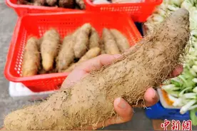 广东侨乡台山猪仔薯变身“摇钱薯”图片