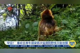 罕见！秦岭主脊牛背梁首次监测野生川金丝猴，属国家一级保护动物视频封面