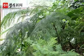 你认识“金毛狗”吗？中山植物园有这种珍稀的药用植物图片