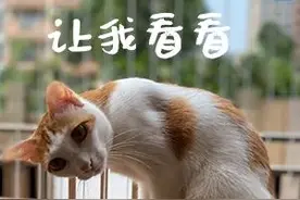 又一商业城正式开拆！东莞这十几处将要大改造...图片