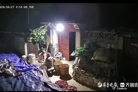 父母凌晨起床捡苹果监控刷屏，他们说还年轻，还能干活图片