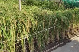 东莞一位房东大叔在楼顶试种水稻火了，还丰收了图片