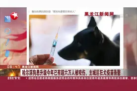 黑龙江新闻网：哈尔滨狗患升级今年已有超六万人被咬伤，主城区狂犬疫苗告罄视频封面