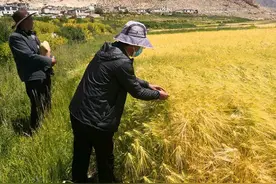 “青稞王子”尼玛扎西：青稞增产农牧民增收，是我最大的幸福图片