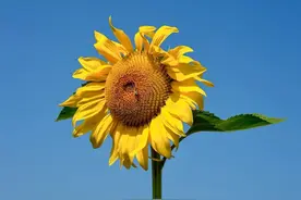 你吃的葵花籽里，藏着大自然的黄金比例图片