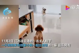 狗狗连喊带比划叫小伙伴出门玩，肢体语言贼丰富！网友：急得就差说话了图片