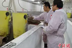 千余头丹麦种猪在甘肃“安家”：投选育扩繁 促品质改良图片