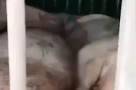黑龙江一车拉三头死猪，官方：屠宰厂不认领，非洲猪瘟呈阴性视频封面