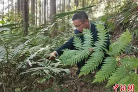 湖南江华发现植物活化石“蕨类植物之王”桫椤图片