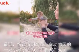 超萌！这个黏人的小猴子火了，一有机会就要“贴脸抱抱”图片