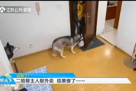 二哈给主人取外卖，后踢腿关门“送客”还拆外卖偷吃，结果惨了视频封面