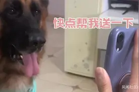 网红狗下楼给小主人送水杯走红，深圳城管：违反养犬条例罚五百图片