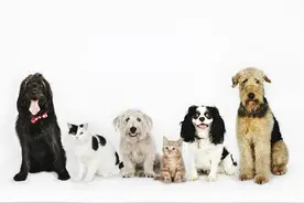 库存告急！如果你对狂犬疫苗不了解一定要看这篇文章图片