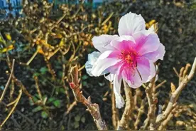 深秋时节达活泉公园这株牡丹美丽绽放图片