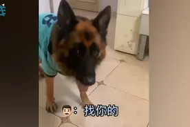 网红狗“糯米”独自下楼送水杯，结果主人被罚款五百，城管这样解释图片