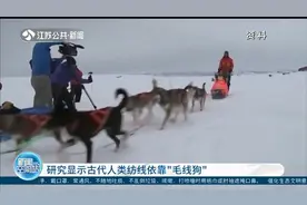 用狗毛纺织成毛线！研究显示古代人类纺线依靠“毛线狗”视频封面