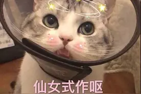 可怕！深圳女童“撸猫”后得怪病，龙岗也有人中招......图片
