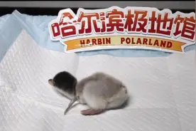 哈尔滨极地馆首个企鹅宝宝降生，破壳全程两分半钟视频封面