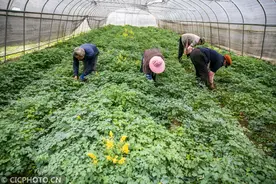 贵州毕节：“90后”大学生返乡创业带富乡邻图片