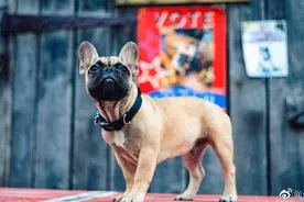 美国小镇选斗牛犬做镇长 候选者中没有人类图片