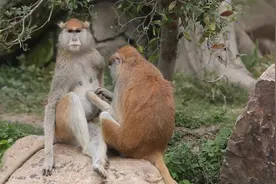 赤猴是灵长目中速度最快的一种，奔跑速度可达50公里/小时视频封面