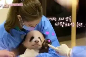 才3个月大！韩国艺人违规接触熊猫，网友怒了……图片