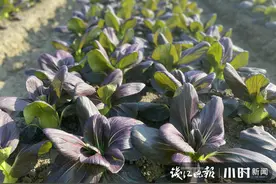青菜你爱吃菜梗，还是菜叶？默默成长20年，青菜界“紫霞仙子”揭开神秘面纱图片