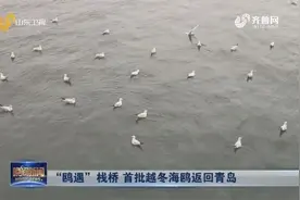 壮观！青岛迎来“老朋友”，首批越冬海鸥返回，在栈桥觅食嬉戏视频封面