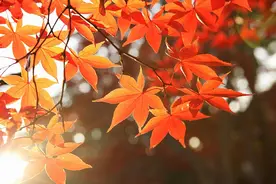 醒醒 | 口罩、呼吸机、ECMO、整体智能ICU……进博会集聚全球抗疫最新成果图片