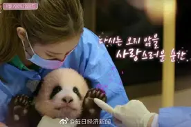 韩国动物园、艺人方回应“违规接触熊猫幼崽”：防疫严格 节目停播图片