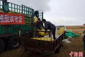 通讯：内蒙古鄂伦春：小紫苏“支”起三少民族的扶贫路图片