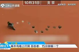 北京一小区迎来不速客：啄木鸟墙体上打洞，目击者：15分钟啄一个视频封面