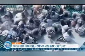 宿迁：800只羽信鸽归巢比赛开始，飞越500公里最快只需7小时！视频封面